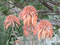 P1000889