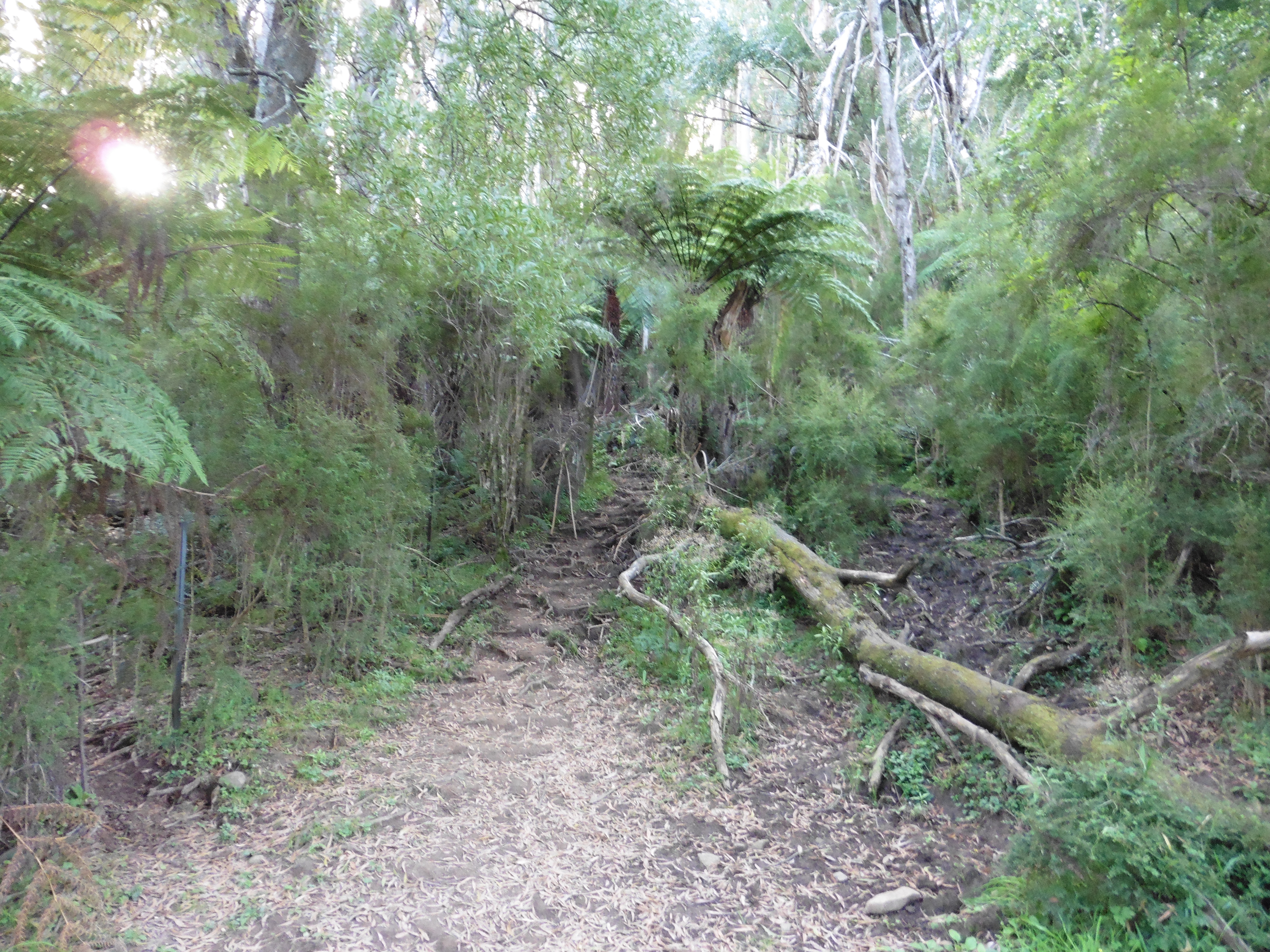 Mount Donna Buang