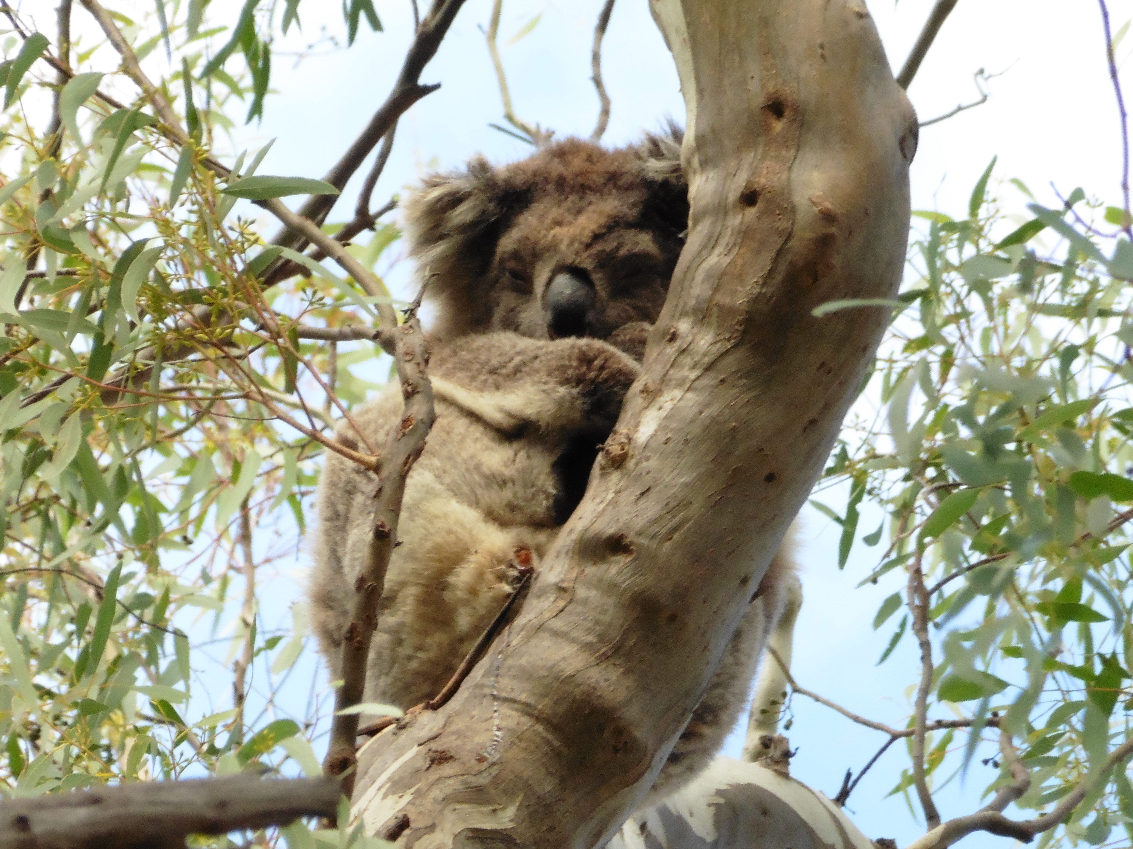 Werribee Gorge, avec des koalas.